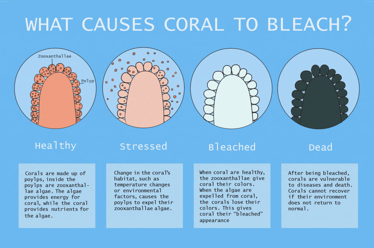 What Causes Coral to Bleach – Illustrating Nature 2021
