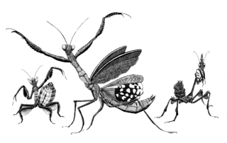Mantis Trio