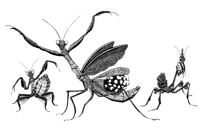 Mantis Trio – Illustrating Nature 2021