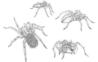 Wolf Spider Life Cycle