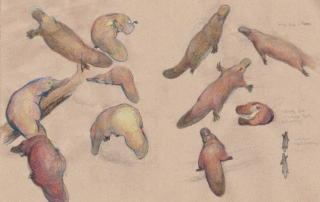 Platypus Sketches