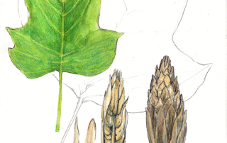 Tulip Tree Sketch