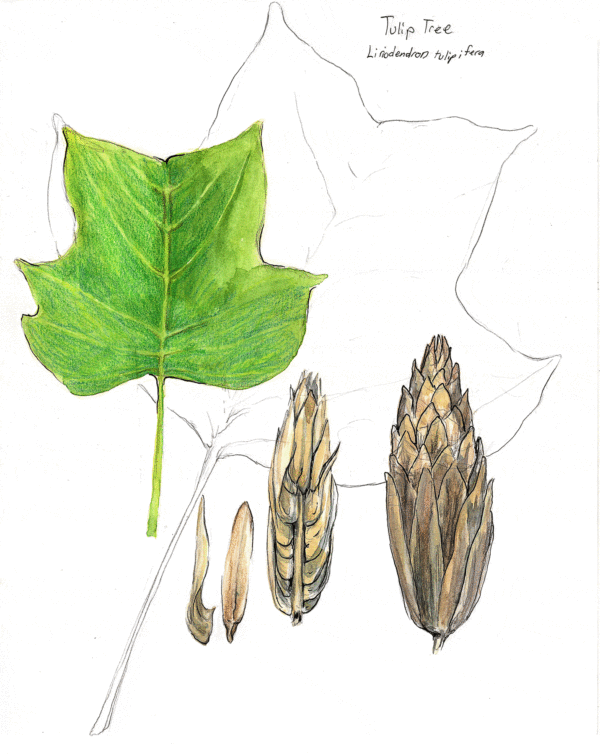 Tulip Tree Sketch Illustrating Nature 2021