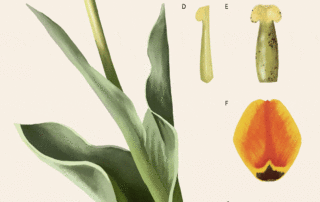 Tulip Dissection