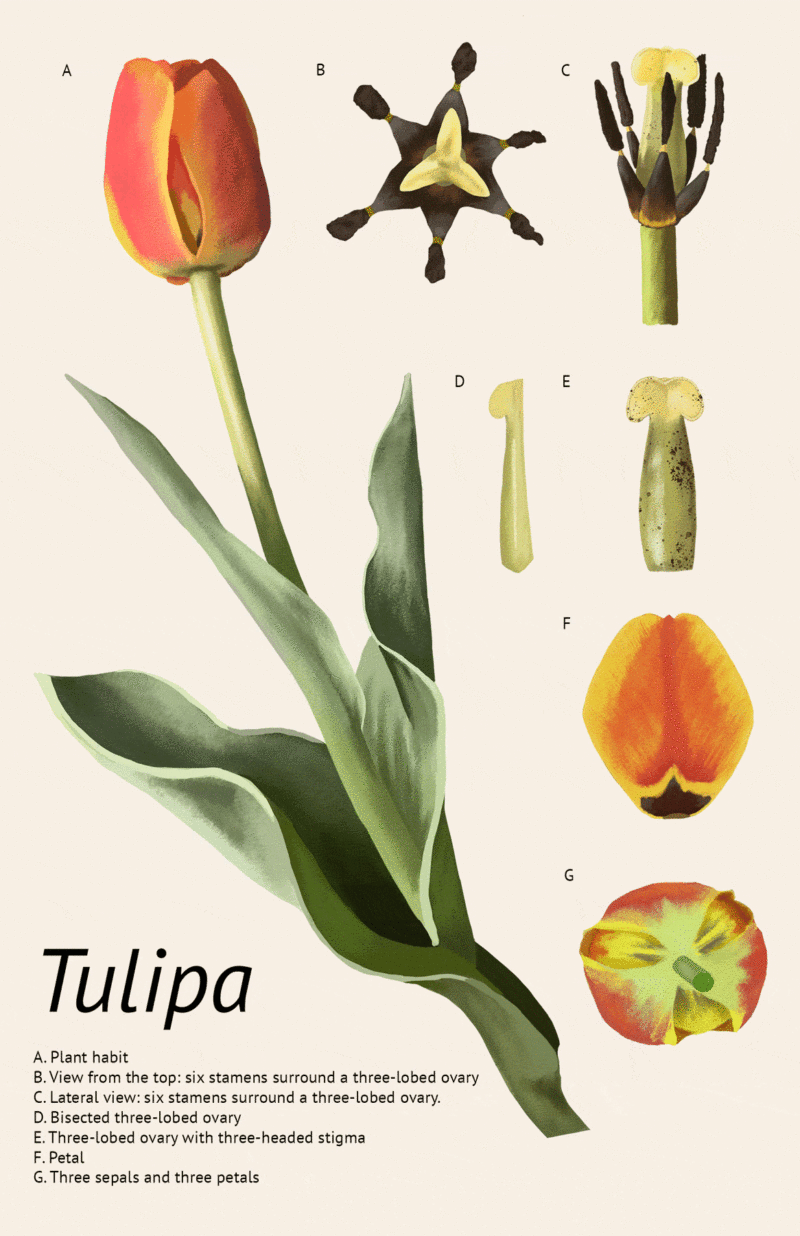 Tulip Dissection – Illustrating Nature 2021