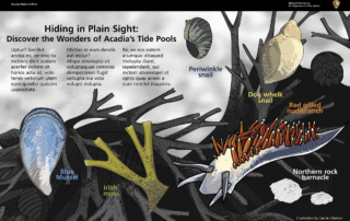 Hiding in Plain Sight: The Wonders of Acadia's Tidepools