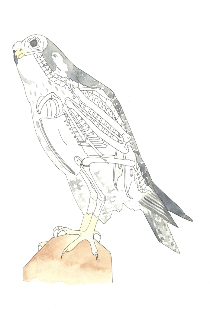 Peregrine Falcon Anatomy
