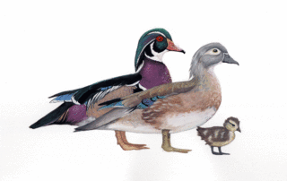 Wood Duck Family - Sexual Dimorphism
