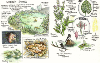 Whiskey Spring: Locally Famous Frog Pond