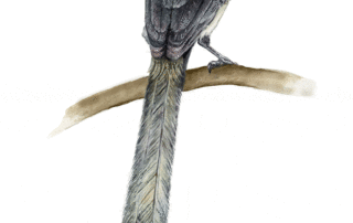 A Long-tailed Bird