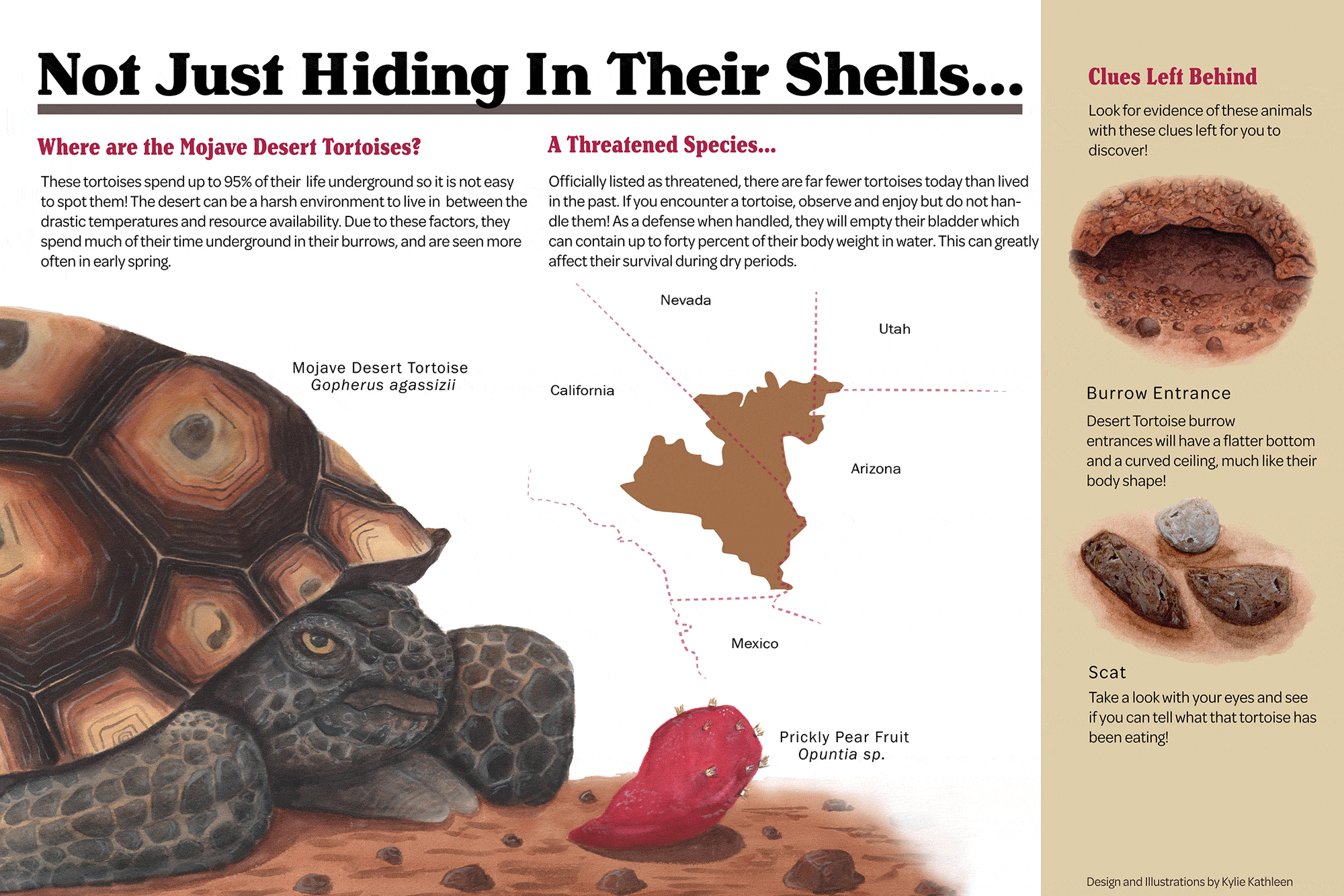 Tweaking the approach to save the desert tortoise