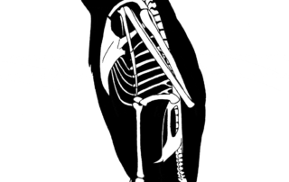 Skeleton of Brandt's Cormorant
