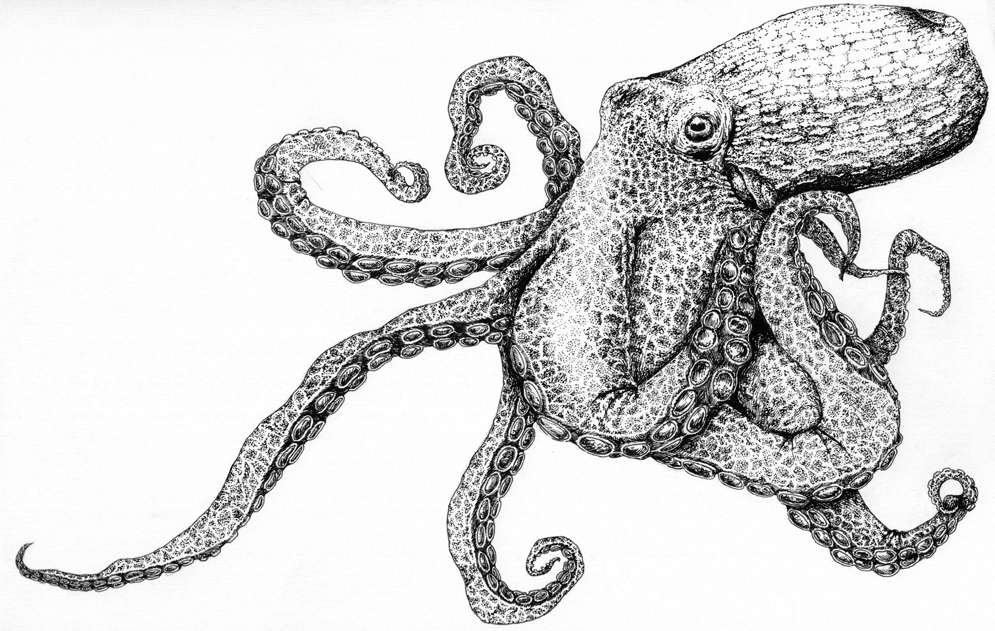 Giant Pacific Octopus – Illustrating Nature 2021