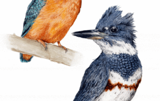 Belted and Eurasian Kingfisher