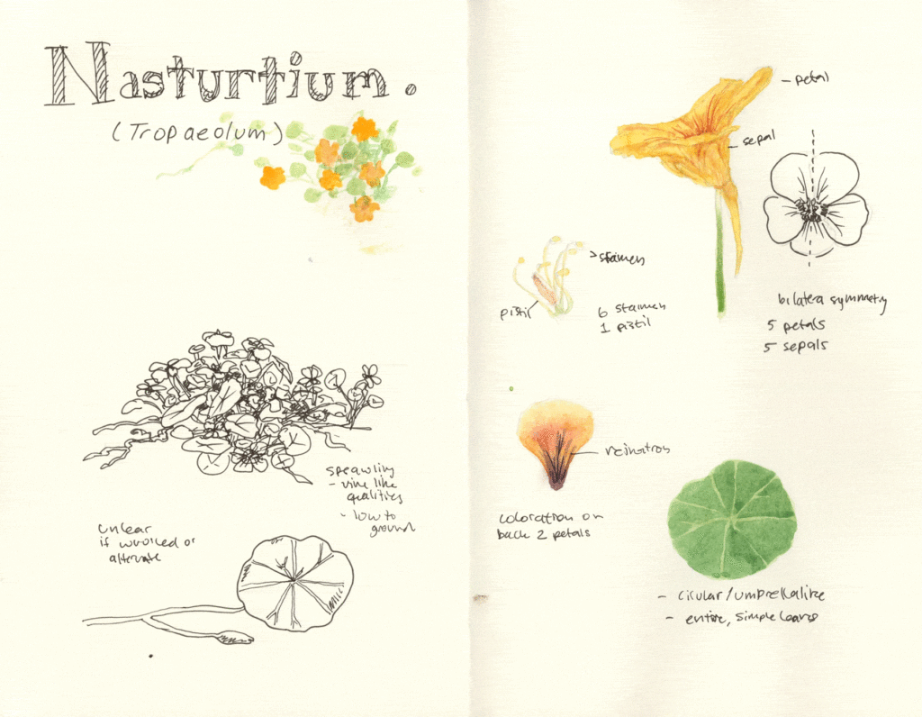 Nasturtium Field Sketching Page
