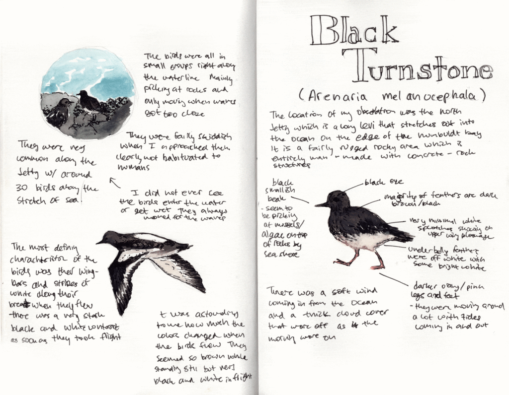 Black Turnstone Field Sketching Page